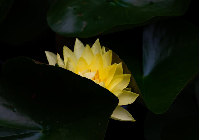 荷花  小鸟  生态  怀化