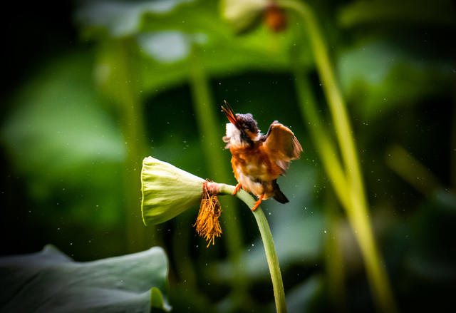 荷花  小鸟  生态  怀化
