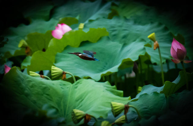 荷花  小鸟  生态  怀化