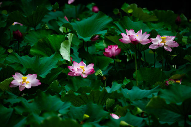 荷花  小鸟  生态  怀化