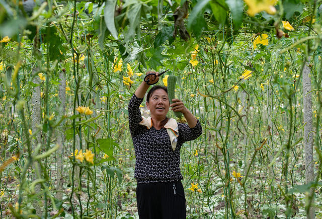 农村  农民  菜农  蔬菜  丝瓜  怀化中方
