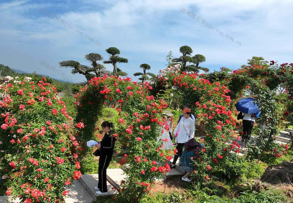 五一 假期 游玩 花奇里