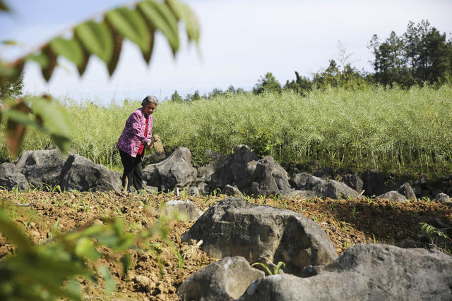 石漠化治理 石漠化 护林员 绿水青山 金山银山 环境
