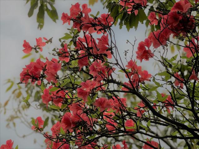西晃山 杜鹃花开