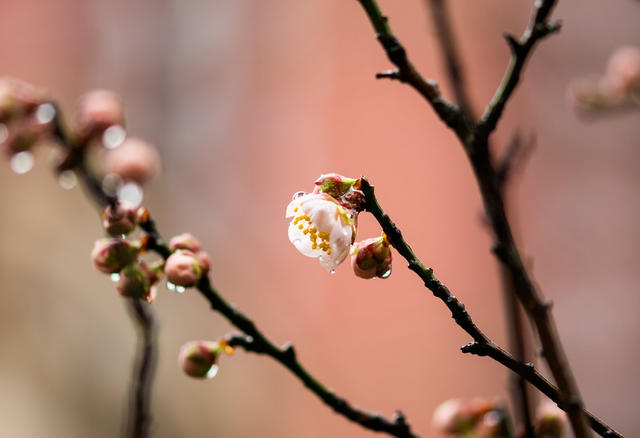 花卉  鲜花  梅花  怀化