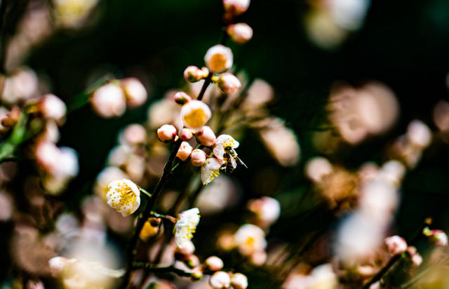 花卉  鲜花  梅花  怀化