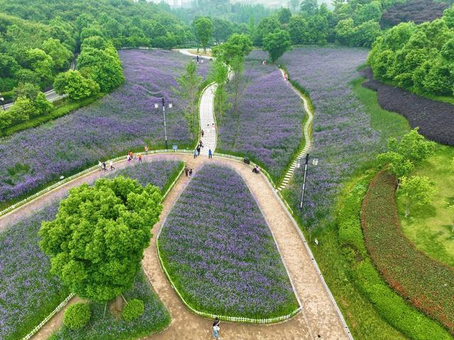 长河公园   柳叶马鞭草