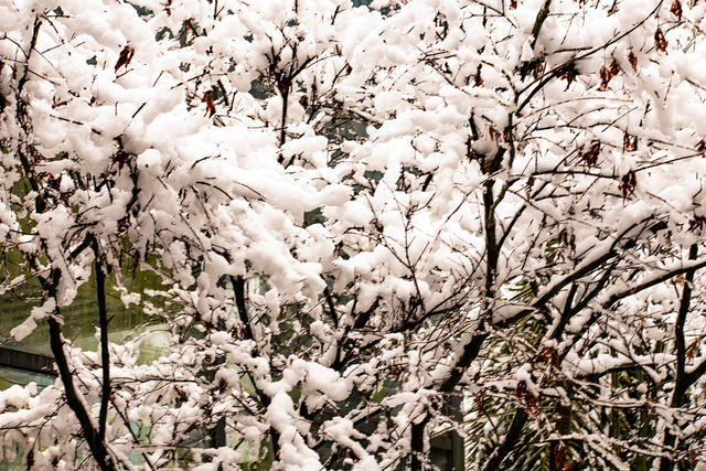 鲜花  梅花  腊梅  大雪  怀化