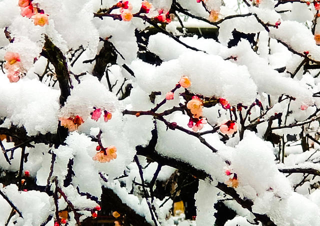 鲜花  梅花  腊梅  大雪  怀化