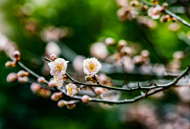 花卉  鲜花  梅花  怀化
