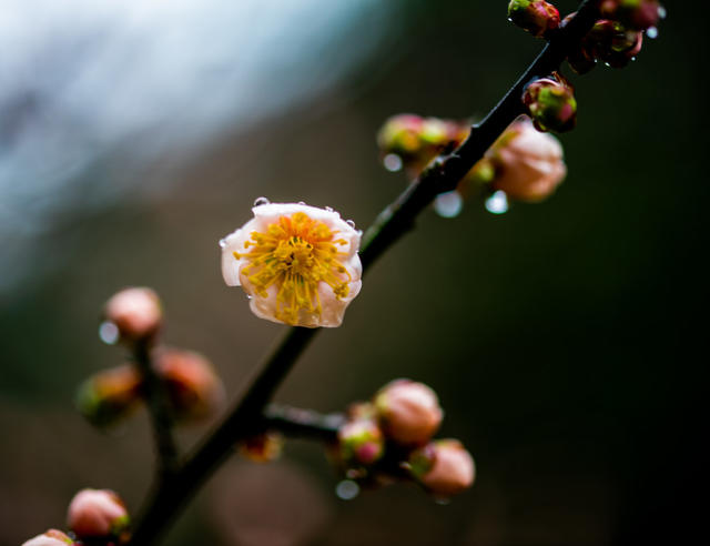 花卉  鲜花  梅花  怀化