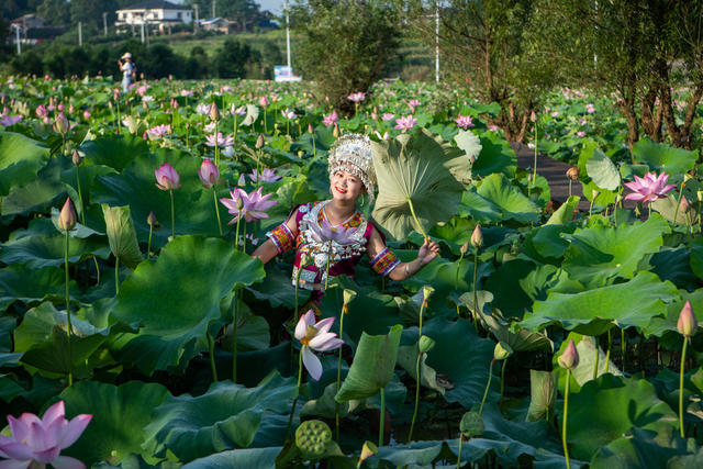 少数民族  侗族  姑娘  小伙  荷花