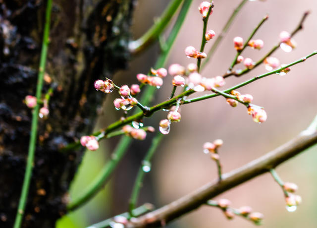 花卉  鲜花  梅花  怀化