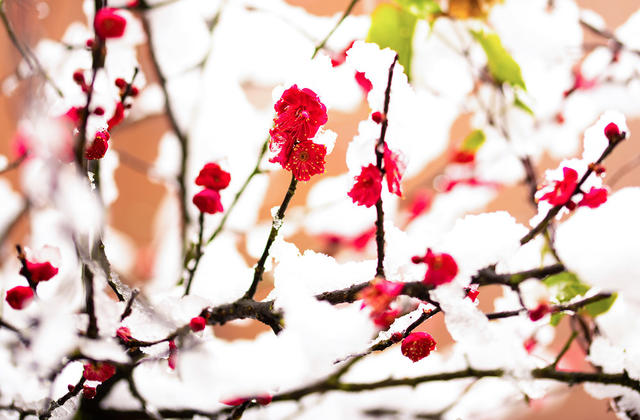 鲜花  梅花  腊梅  大雪  怀化