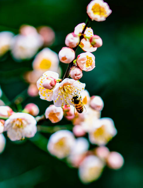 花卉  鲜花  梅花  怀化