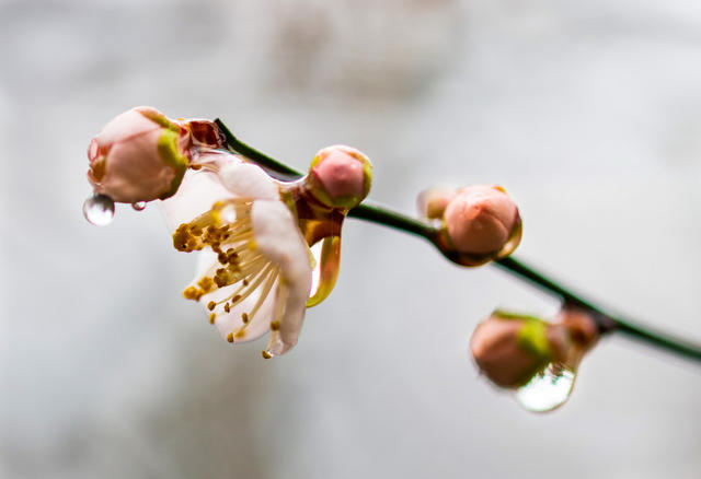 花卉  鲜花  梅花  怀化