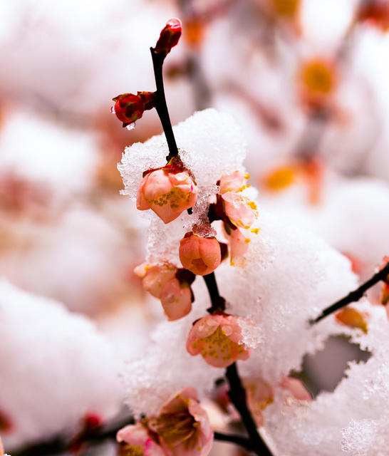 鲜花  梅花  腊梅  大雪  怀化