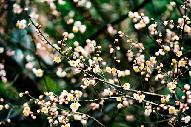花卉  鲜花  梅花  怀化