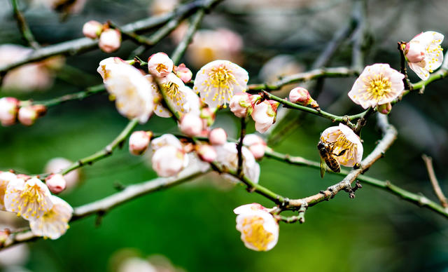 花卉  鲜花  梅花  怀化