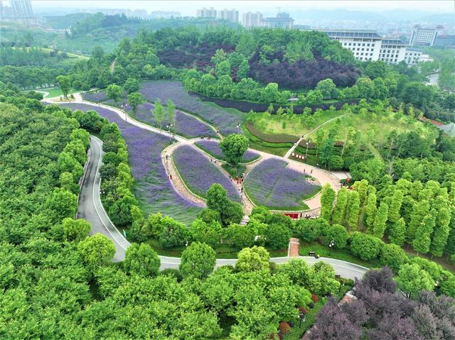长河公园   柳叶马鞭草