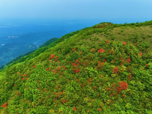 西晃山 杜鹃花开