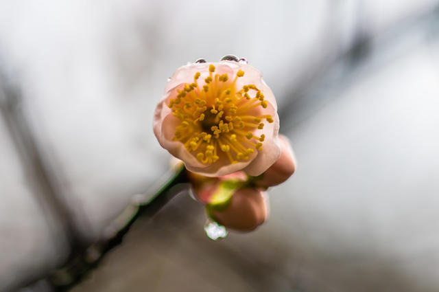 花卉  鲜花  梅花  怀化