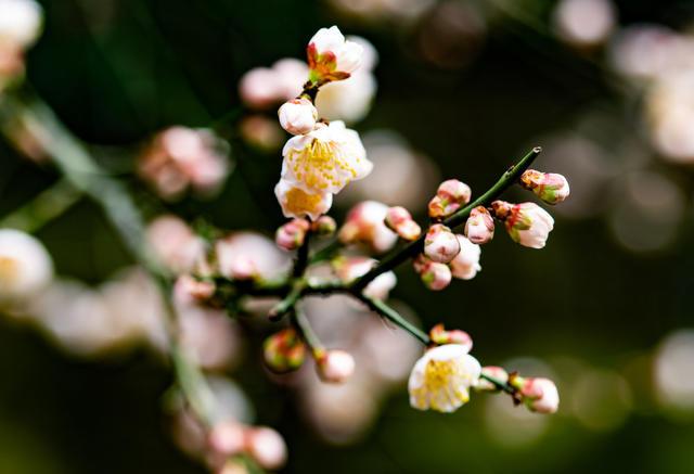 花卉  鲜花  梅花  怀化
