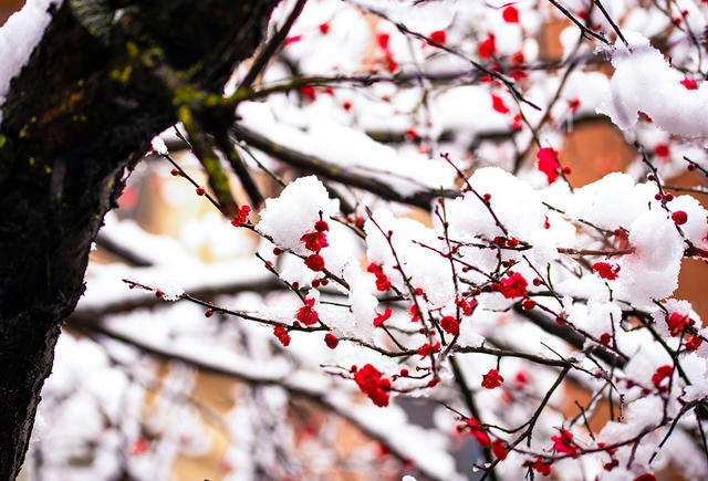 鲜花  梅花  腊梅  大雪  怀化