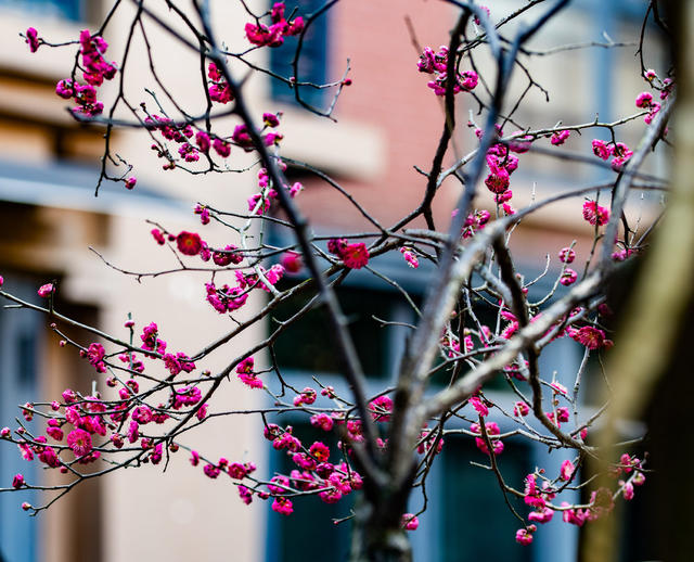 花卉  鲜花  梅花  怀化