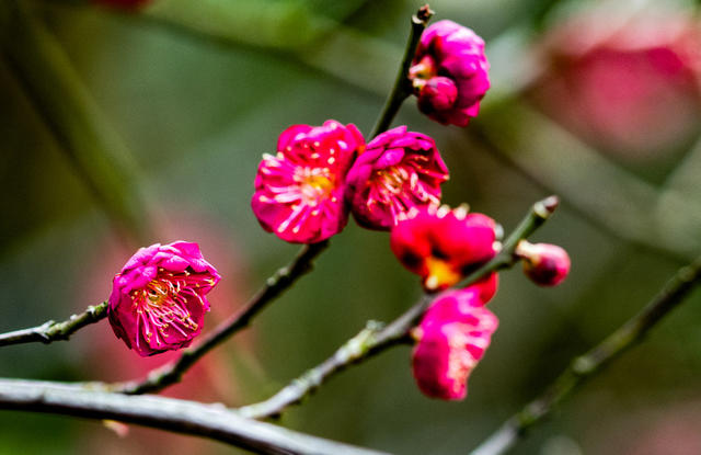 花卉  鲜花  梅花  怀化