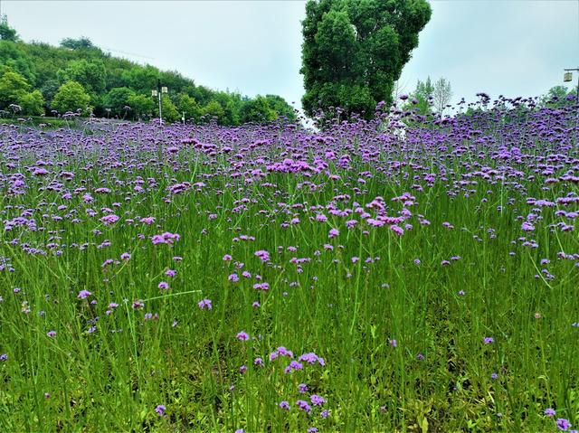 长河公园   柳叶马鞭草