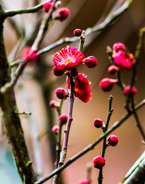 花卉  鲜花  梅花  怀化