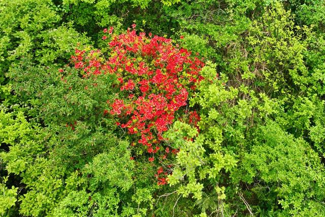 西晃山 杜鹃花开