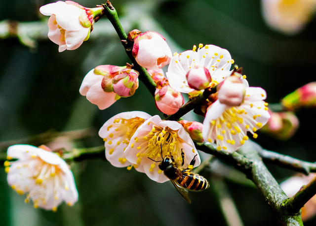 花卉  鲜花  梅花  怀化