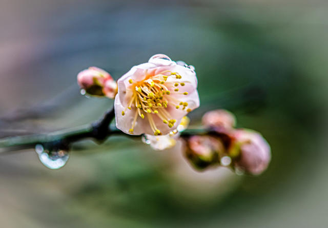 花卉  鲜花  梅花  怀化
