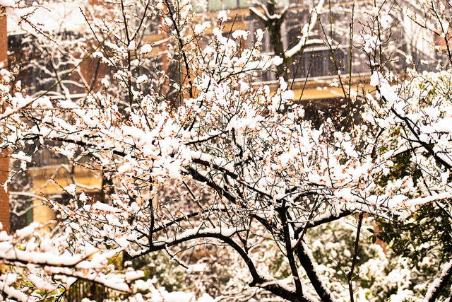 鲜花  梅花  腊梅  大雪  怀化