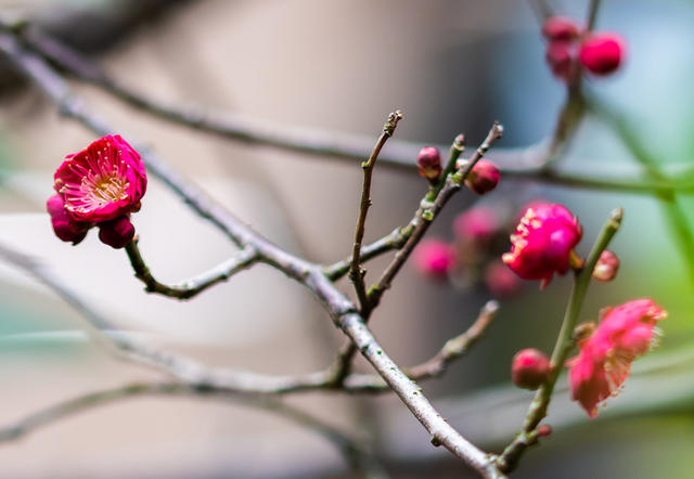 花卉  鲜花  梅花  怀化