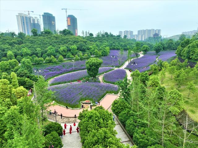 长河公园   柳叶马鞭草