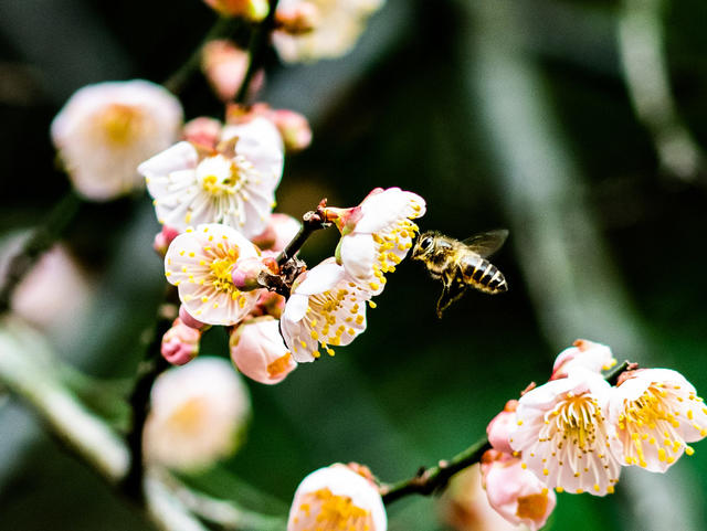 花卉  鲜花  梅花  怀化
