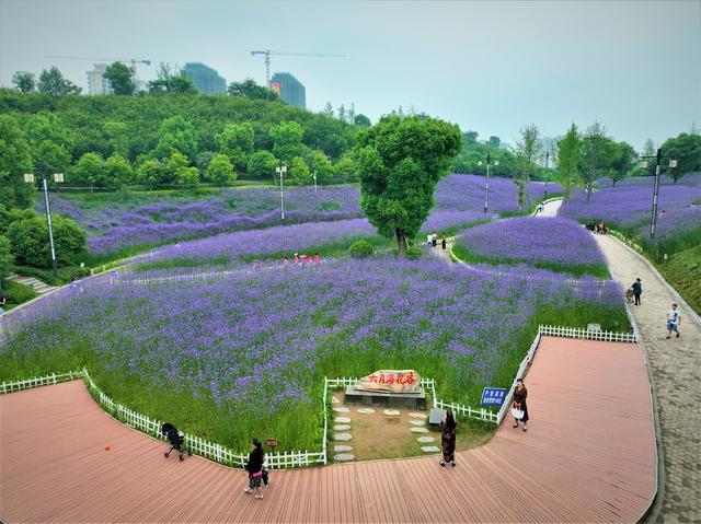 长河公园   柳叶马鞭草
