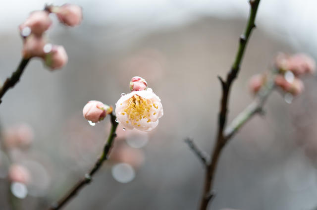 花卉  鲜花  梅花  怀化