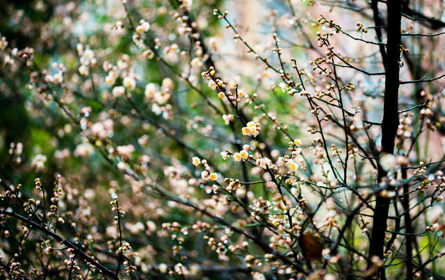 花卉  鲜花  梅花  怀化