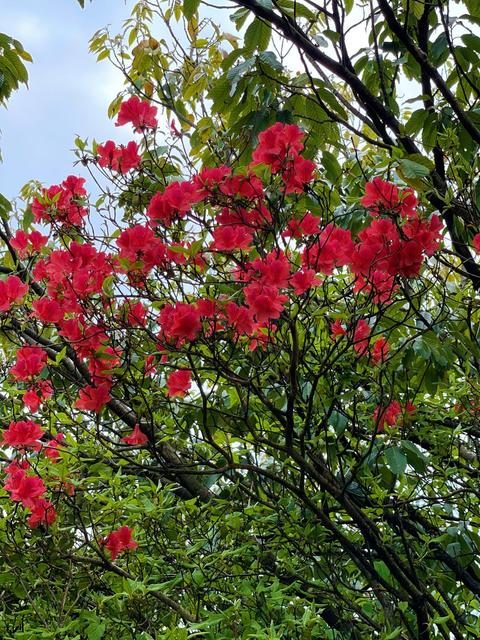 西晃山 杜鹃花开