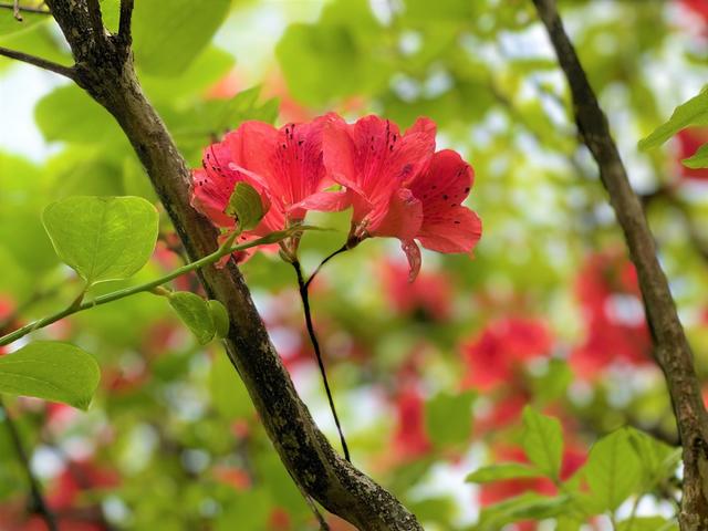 西晃山 杜鹃花开