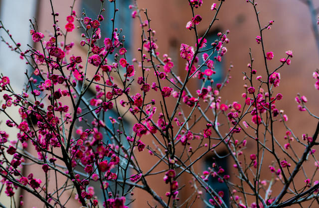 花卉  鲜花  梅花  怀化