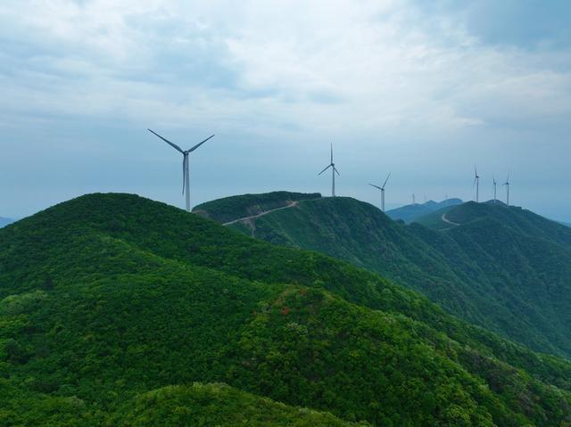 西晃山 杜鹃花开