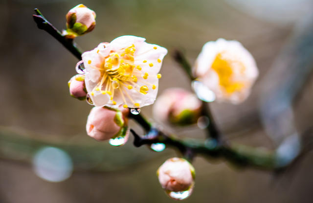 花卉  鲜花  梅花  怀化