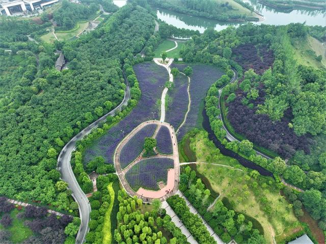 长河公园   柳叶马鞭草