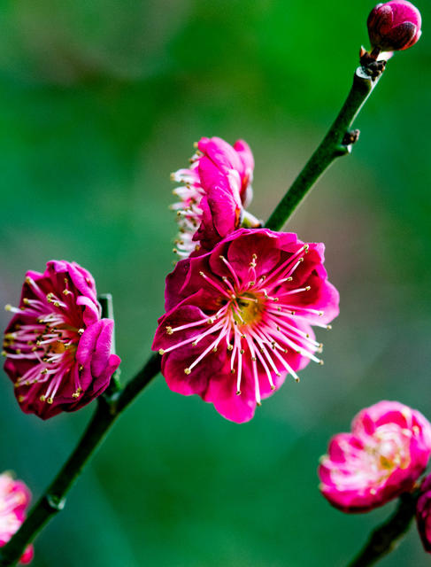 花卉  鲜花  梅花  怀化