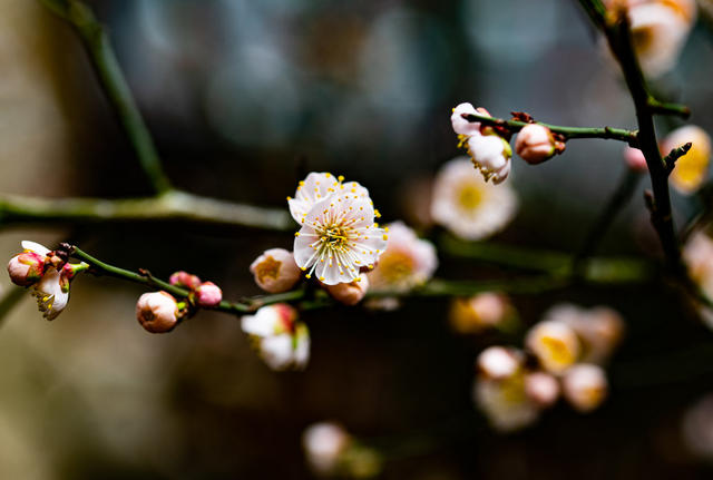 花卉  鲜花  梅花  怀化